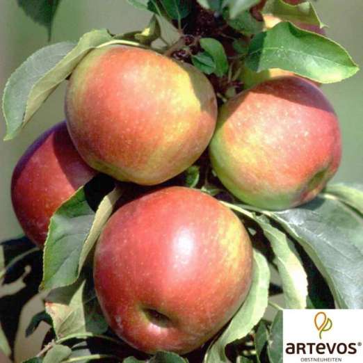 Säulenapfel<br>Lancelot® Pomforyou