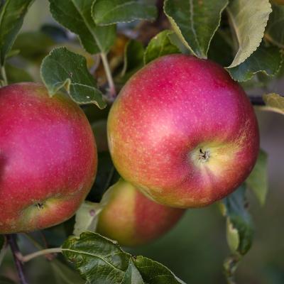 Apfel <br> 'Jakob Fischer'
