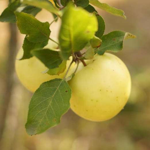 Apfel Wanja