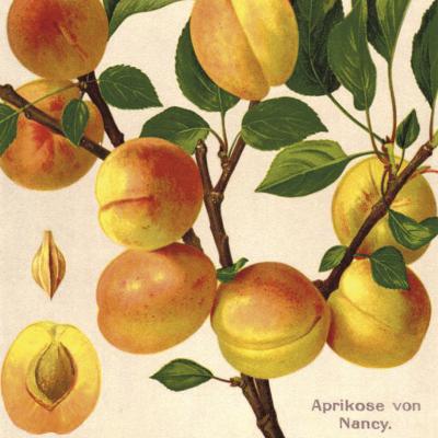 Aprikose <br> 'Nancy'
