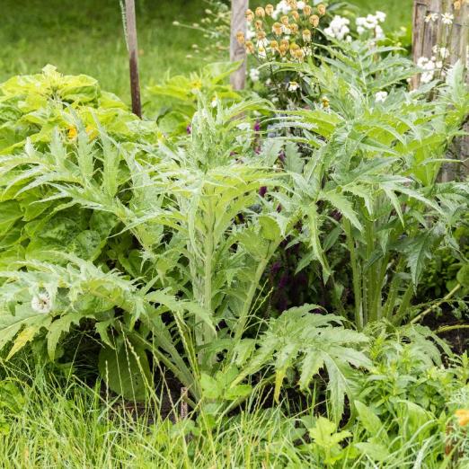 Spanische Artischocke<br>Epineux argente de Plainpalais
