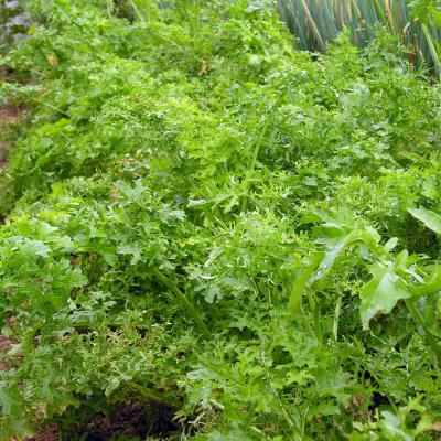 Asia-Gemüse<br>Feathergreen
