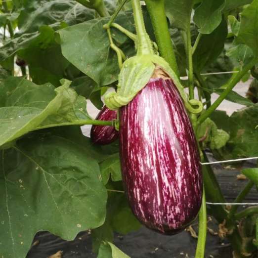 Aubergine<br>Listada de Gandia