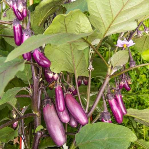 Aubergine<br>Slim Jim