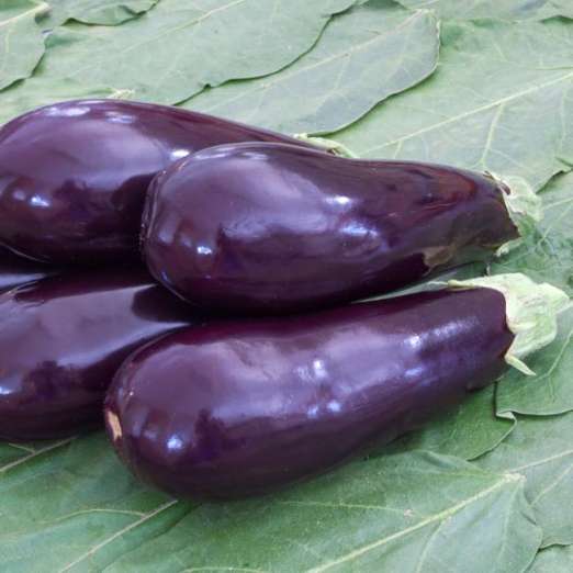 Aubergine<br>Zora