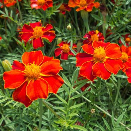 aufrechte Tagetes