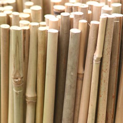 Bambusstangen/ Tonkinstäbe