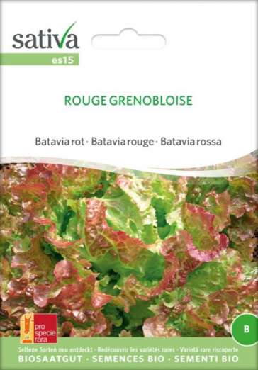 Bataviasalat<br>Rouge Grenobloise