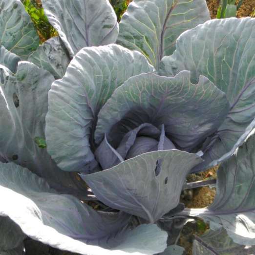 Rotkohl<br>Rosamund