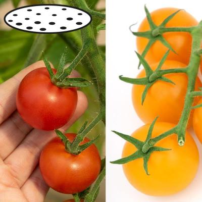 Tomaten-Duo Saatscheiben