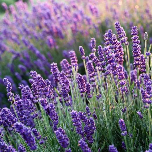 Lavendel Hidcote Blue