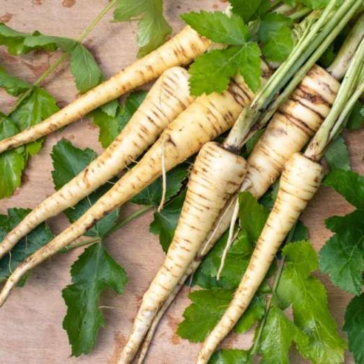 Pastinake Aspra