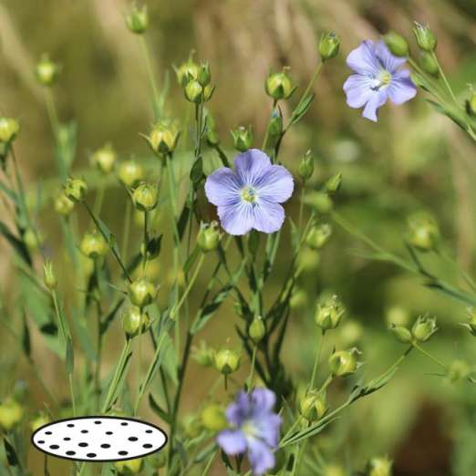 Blauer Lein<br>Saatscheiben