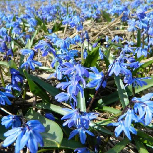 Sibirischer Blaustern
