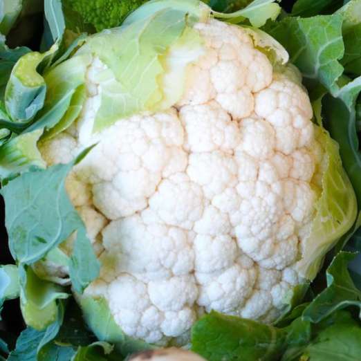 Blumenkohl<br>Neckarperle