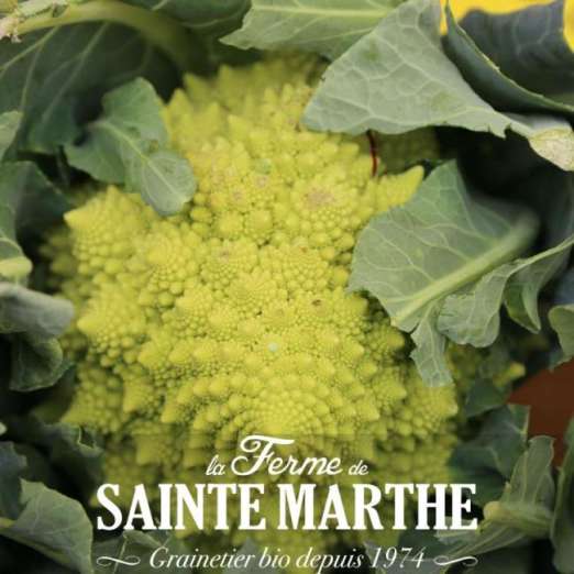Romanesco<br>Natalino