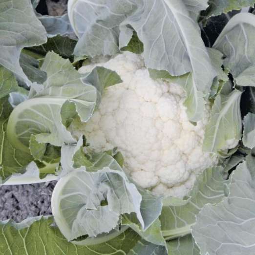Blumenkohl<br>Goodman