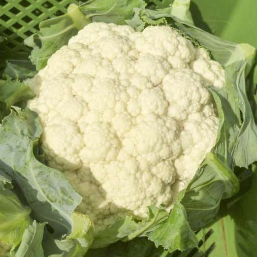 Blumenkohl<br>Amabile