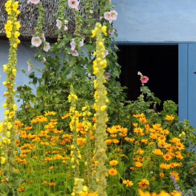 Blumenmischung<br>Bauerngarten<br>für 100 m²