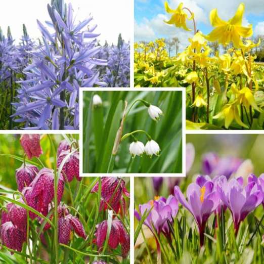 Blumenzwiebelmix für Halbschatten