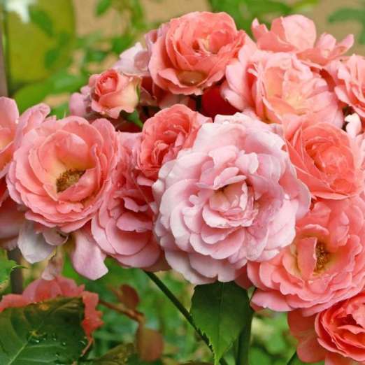 Bodendeckerrose<br>Bienenweide Mango