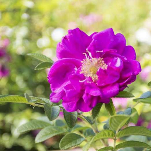 Strauchrose<br>Rotes Meer