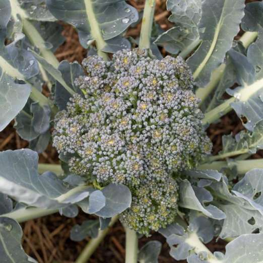 Broccoli<br>Calabrese Natalino