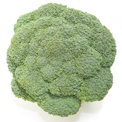 Broccoli<br>Leonora