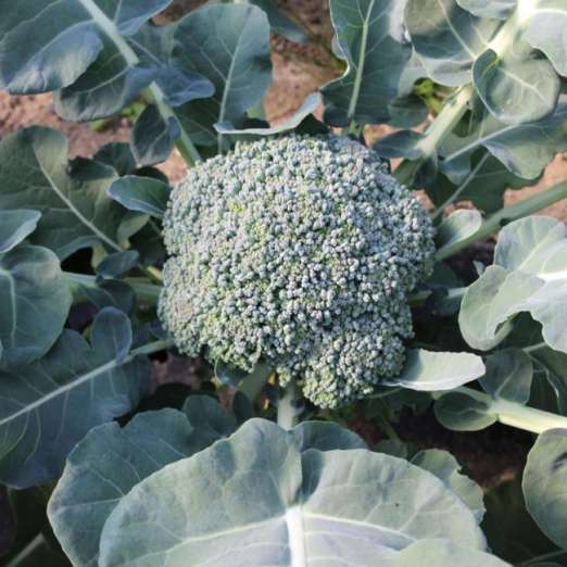 Broccoli<br>Limba