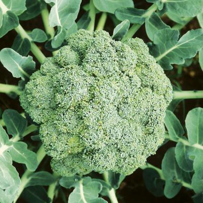 Broccoli<br>Ramoso calabrese