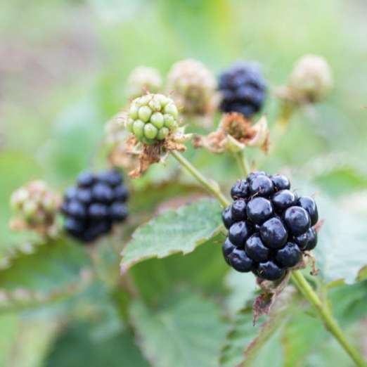 Brombeere<br>Little Black Prince
