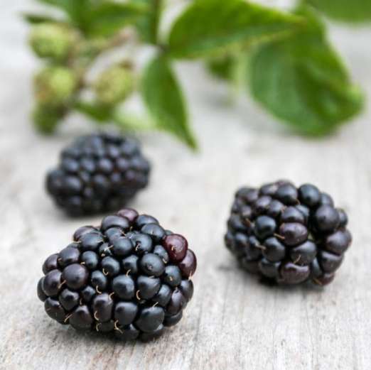 Brombeere<br>Asterina