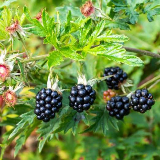 Brombeere<br>Thornless Evergreen