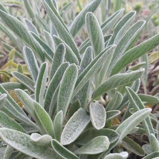 Bulgarischer Bergtee