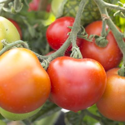 Buschtomate<br>Bogus Fruchta<br>Pflanze