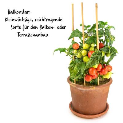 Buschtomate<br>Balkonstar<br>Pflanze