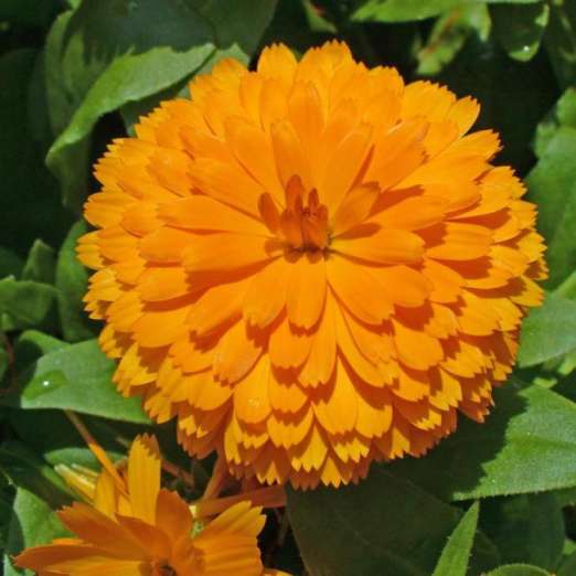 reinorange Ringelblume