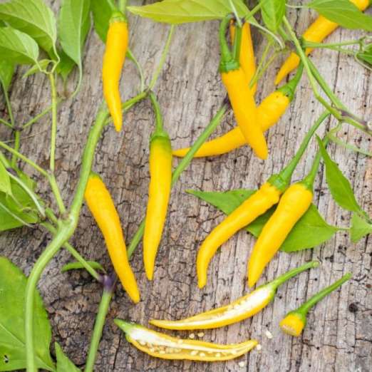 Chili<br>Gelbes Rüsselchen (AS)
