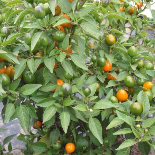 Chili<br>Orange Kirschen