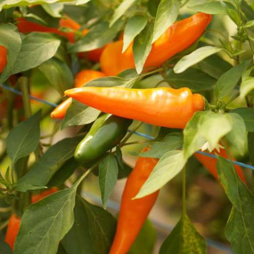 Paprika<br>Tequila Sunrise