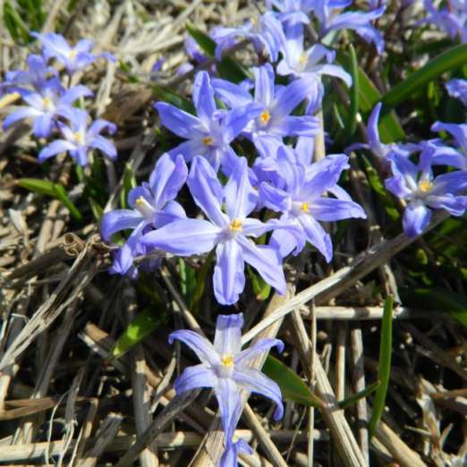 Schneestolz<br>blau