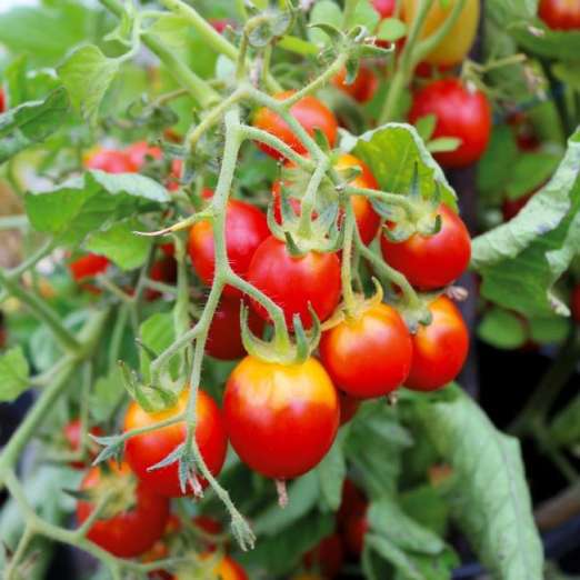 Cocktailtomate<br>Sambucca