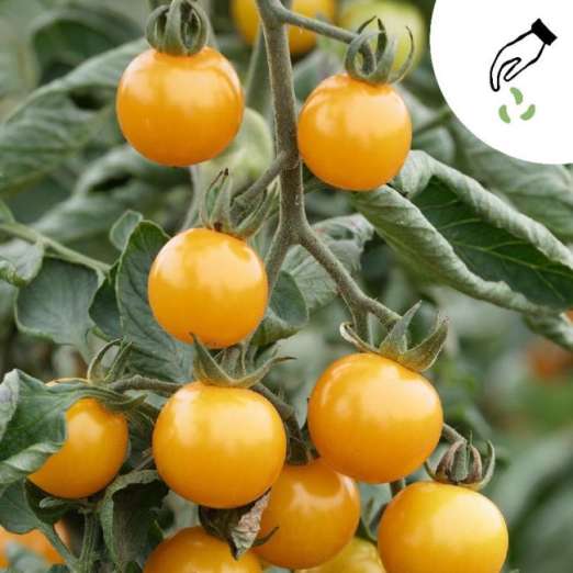 Cocktailtomate<br>Sunviva GREEN MUNDO