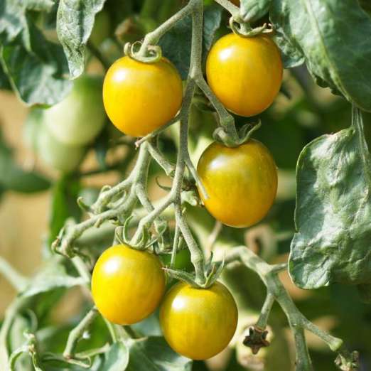 Cocktailtomate<br>Green Grape