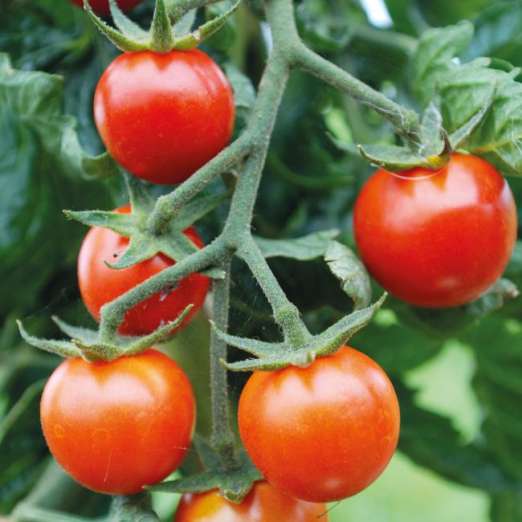 Cocktailtomate<br>Resi