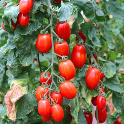 Cocktailtomate<br>Kalinda<br>(ehemals: Kalami)