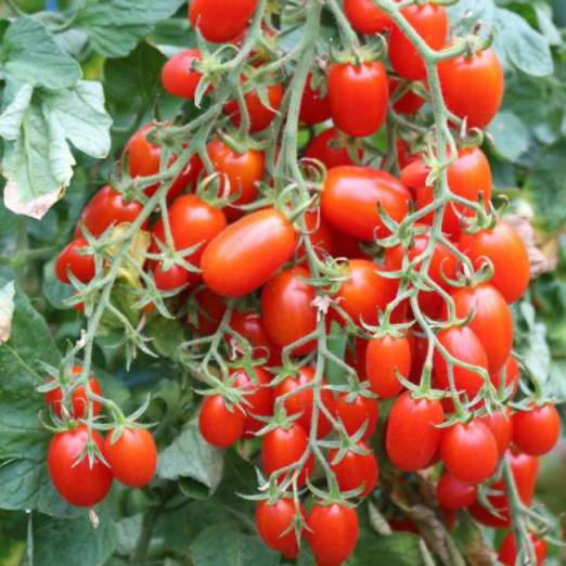 Cocktailtomate<br>Pippa