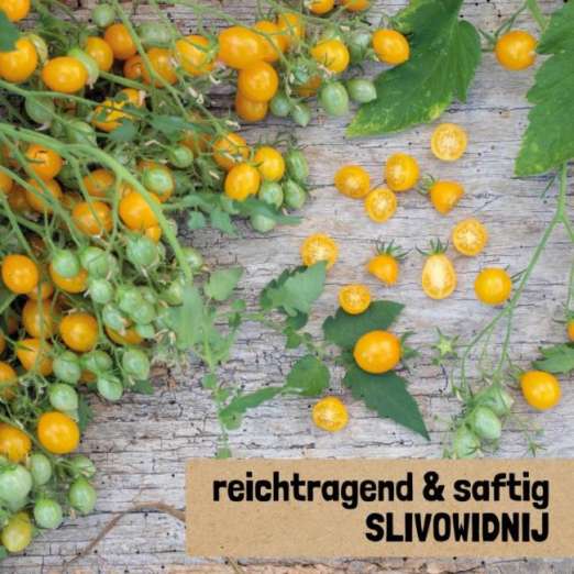 Cocktailtomate<br>Slivowidnij