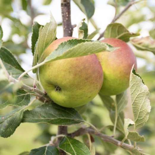 Spindel Apfelbaum<br>Cox Orange