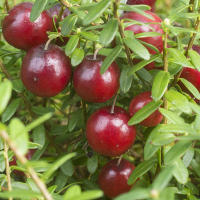 Cranberry<br>Red Star